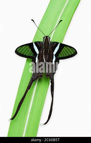 Nahaufnahme Grüne Dragontail Schmetterling auf Grasblatt. Es ist Unterart von Nordostthailand. Isoliert auf weißem Hintergrund mit Beschneidungspfad. Stockfoto