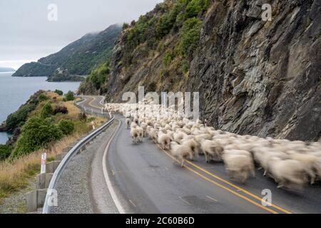 Schafschar, der auf einer ländlichen, Autobahn-Straße nach Queenstown auf der Südinsel Neuseelands herabgefahren wird. Stockfoto