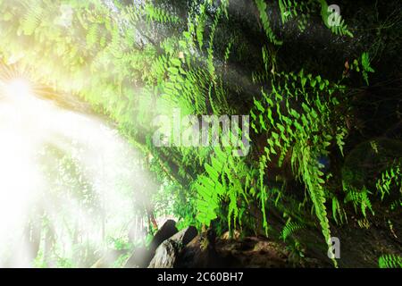 Mystische alte Höhle bei Sonnenaufgang scheint der Sonnenstrahl durch den Regenwald auf tropische Pflanzen in der Höhle, Blick aus dem Inneren der Höhle heraus. Stockfoto