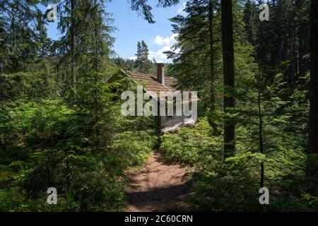 Urige alte Holzhütte im Wald Stockfoto
