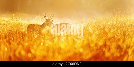 Zwei Rüden Hog Deer kämpfen für Paarungsrituale in einem Grasland im Morgennebel, glühender Morgentau im frühen Licht. Stockfoto