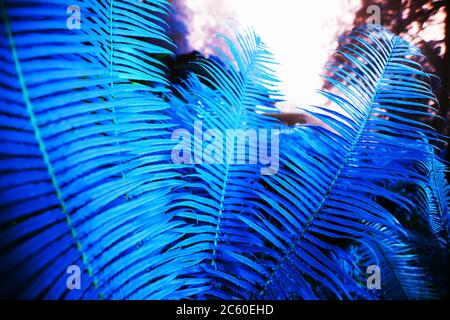 Nahaufnahme von blauen Farnblättern in einem tropischen Garten, abstrakte blaue Farbe aus frischen grünen Farnblättern für kreative Kulisse. Selektiver Fokus. Stockfoto