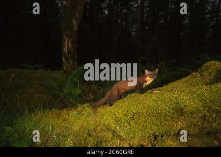 Marder (Martes martes). Loch Lomond und der Trossachs National Park. Schottland Stockfoto