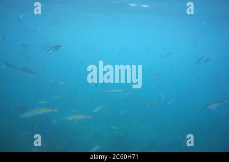 Schule der Fusilierfische Stockfoto