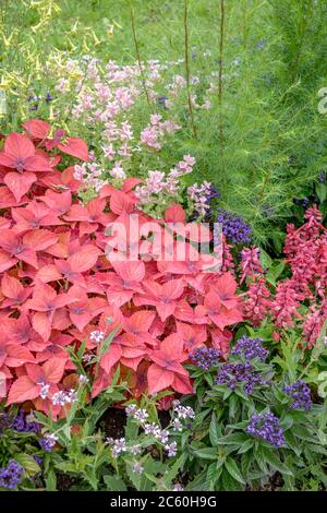 Buntnessel Solenostemon scutellarioides Stockfoto