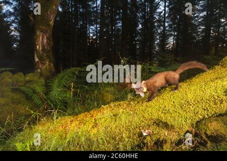 Marder (Martes martes). Loch Lomond und der Trossachs National Park. Schottland Stockfoto