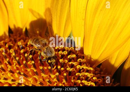 Honigbiene Pollen sammeln von einer Sonnenblume. Stockfoto