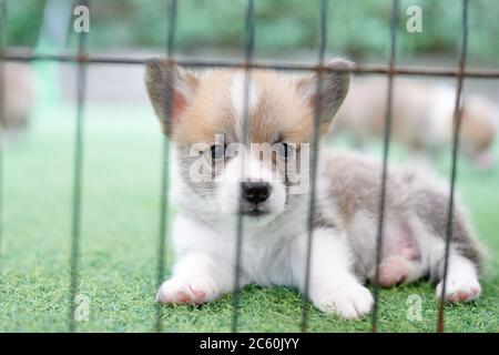 Ein neugeborener Corgi-Welpe, der auf einem Rasen spielt Stockfoto