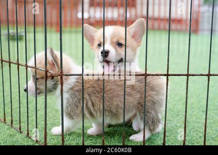 Ein neugeborener Corgi-Welpe, der auf einem Rasen spielt Stockfoto