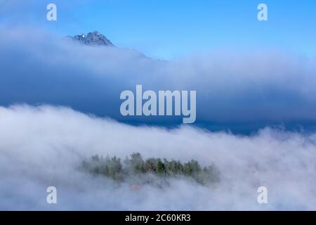 Neblige Landschaft mit Tannenwald von Kiefern in Neuseeland. Stockfoto