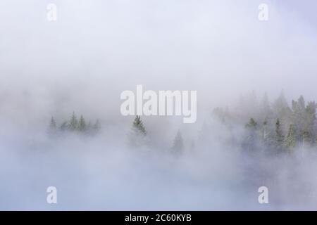 Neblige Landschaft mit Tannenwald von Kiefern in Neuseeland. Stockfoto