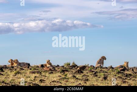 Fünf Löwenbrüder in der Masai Mara. Diese jungen Männchen genießen die Morgensonne, während sie ihre Umgebung von einem hohen Aussichtspunkt aus beobachten. Stockfoto