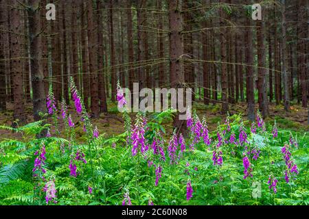 Struffelt Naturschutzgebiet, Wald bei Roetgen-Rott, Rotfuchshandschuhpflanze, giftig, Eifel, NRW, Deutschland Stockfoto