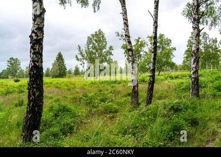 Naturschutzgebiet Struffelt, bei Roetgen-Rott, Teil des Eifelsteig-Fernwanderweges, Naturpark hohes Venn-Eifel, NRW, Deutschland Stockfoto