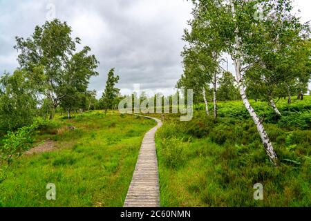 Holzplankenweg im Naturschutzgebiet Struffelt, bei Roetgen-Rott, Teil des Fernwanderweges Eifelsteig, Naturpark hohes Venn-Eifel, Stockfoto