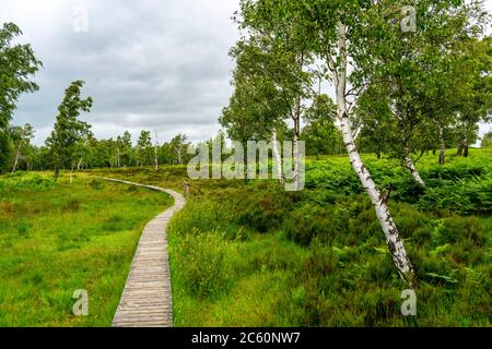 Holzplankenweg im Naturschutzgebiet Struffelt, bei Roetgen-Rott, Teil des Fernwanderweges Eifelsteig, Naturpark hohes Venn-Eifel, Stockfoto