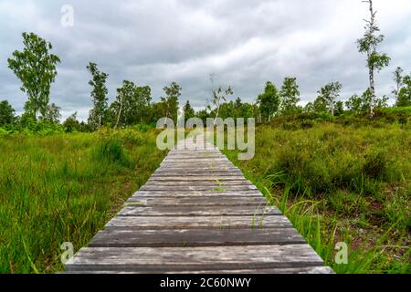 Holzplankenweg im Naturschutzgebiet Struffelt, bei Roetgen-Rott, Teil des Fernwanderweges Eifelsteig, Naturpark hohes Venn-Eifel, Stockfoto