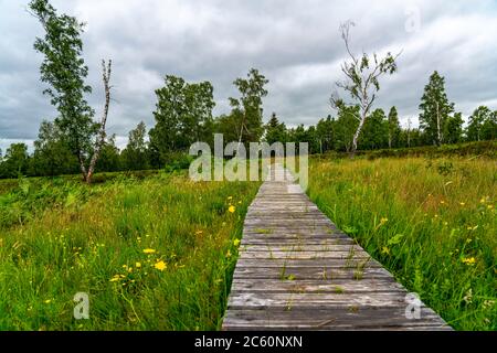 Holzplankenweg im Naturschutzgebiet Struffelt, bei Roetgen-Rott, Teil des Fernwanderweges Eifelsteig, Naturpark hohes Venn-Eifel, Stockfoto