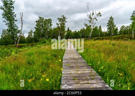 Holzplankenweg im Naturschutzgebiet Struffelt, bei Roetgen-Rott, Teil des Fernwanderweges Eifelsteig, Naturpark hohes Venn-Eifel, Stockfoto