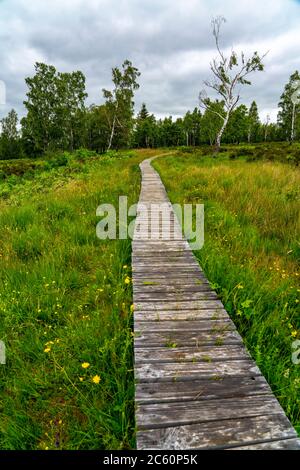 Holzplankenweg im Naturschutzgebiet Struffelt, bei Roetgen-Rott, Teil des Fernwanderweges Eifelsteig, Naturpark hohes Venn-Eifel, Stockfoto