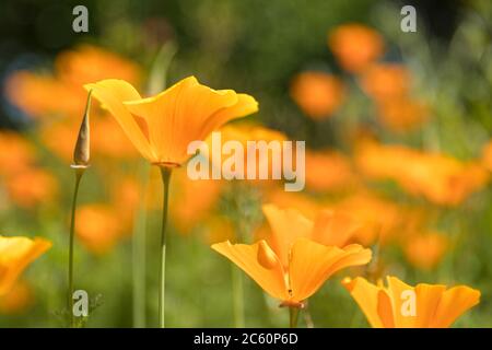 California Mohnblumen in Blüte, weichen floralen Hintergrund Stockfoto
