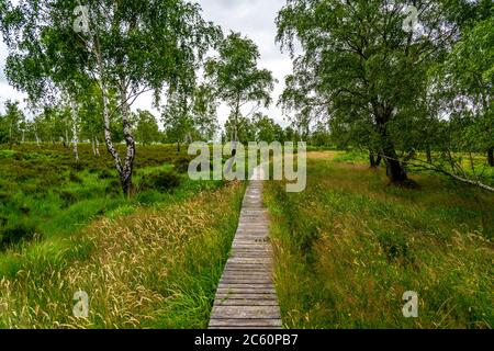 Holzplankenweg im Naturschutzgebiet Struffelt, bei Roetgen-Rott, Teil des Fernwanderweges Eifelsteig, Naturpark hohes Venn-Eifel, Stockfoto