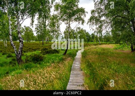 Holzplankenweg im Naturschutzgebiet Struffelt, bei Roetgen-Rott, Teil des Fernwanderweges Eifelsteig, Naturpark hohes Venn-Eifel, Stockfoto