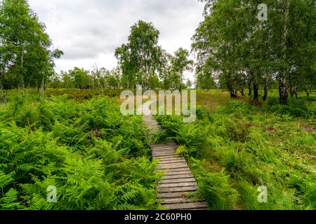 Holzplankenweg im Naturschutzgebiet Struffelt, bei Roetgen-Rott, Teil des Fernwanderweges Eifelsteig, Naturpark hohes Venn-Eifel, Stockfoto