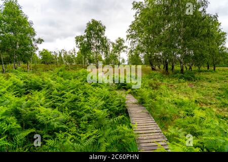 Holzplankenweg im Naturschutzgebiet Struffelt, bei Roetgen-Rott, Teil des Fernwanderweges Eifelsteig, Naturpark hohes Venn-Eifel, Stockfoto