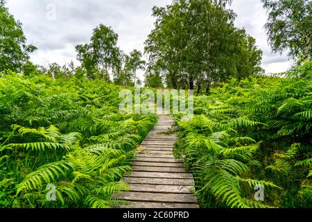 Holzplankenweg im Naturschutzgebiet Struffelt, bei Roetgen-Rott, Teil des Fernwanderweges Eifelsteig, Naturpark hohes Venn-Eifel, Stockfoto