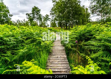 Holzplankenweg im Naturschutzgebiet Struffelt, bei Roetgen-Rott, Teil des Fernwanderweges Eifelsteig, Naturpark hohes Venn-Eifel, Stockfoto