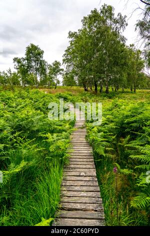 Holzplankenweg im Naturschutzgebiet Struffelt, bei Roetgen-Rott, Teil des Fernwanderweges Eifelsteig, Naturpark hohes Venn-Eifel, Stockfoto