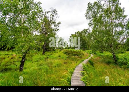 Holzplankenweg im Naturschutzgebiet Struffelt, bei Roetgen-Rott, Teil des Fernwanderweges Eifelsteig, Naturpark hohes Venn-Eifel, Stockfoto