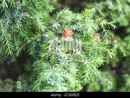 Kleine Flasche mit Wacholderöl auf einem Hintergrund von grünem Wacholderbaum. Das Konzept der Verwendung von Wacholderöl in der Medizin und Kosmetologie, Pygmaea Stockfoto