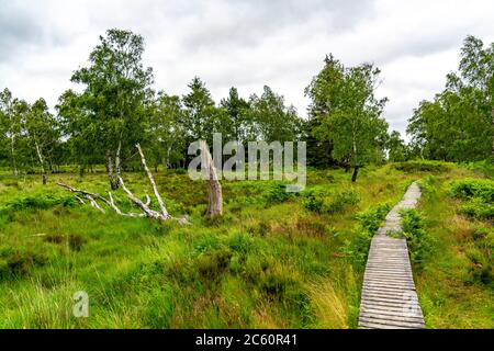 Holzplankenweg im Naturschutzgebiet Struffelt, bei Roetgen-Rott, Teil des Fernwanderweges Eifelsteig, Naturpark hohes Venn-Eifel, Stockfoto