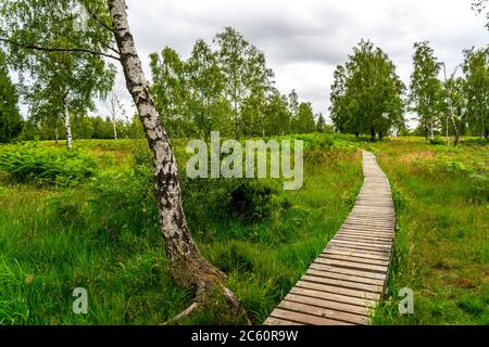 Holzplankenweg im Naturschutzgebiet Struffelt, bei Roetgen-Rott, Teil des Fernwanderweges Eifelsteig, Naturpark hohes Venn-Eifel, Stockfoto
