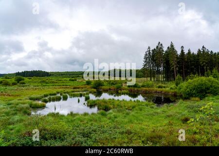 Das hohe Venn, Brackvenn, Hochmoor in Wallonien, Belgien, im Grenzgebiet zu Deutschland, Stockfoto