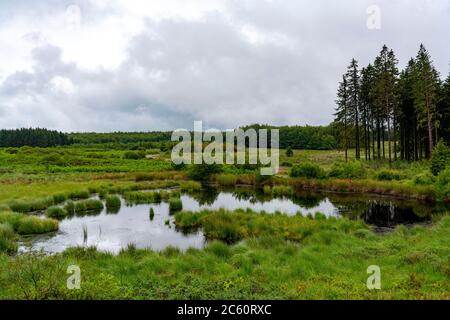 Das hohe Venn, Brackvenn, Hochmoor in Wallonien, Belgien, im Grenzgebiet zu Deutschland, Stockfoto