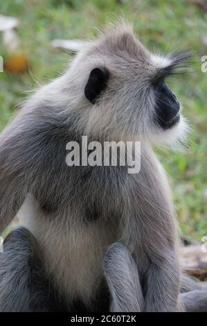 Grau Hanuman Langur schaut nach rechts Stockfoto