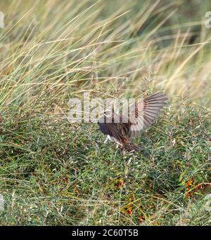 Erstwintermännchen Dusky Thrush (Turdus eunomus) auf der niederländischen Watteninsel Vlieland. Vierter Rekord für die Niederlande. Stockfoto