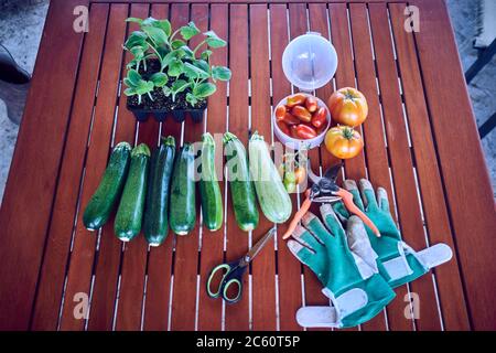 Draufsicht auf Sämlinge, Zucchini, Tomaten, Handschuhe und Spielschere auf einem Holztisch Stockfoto