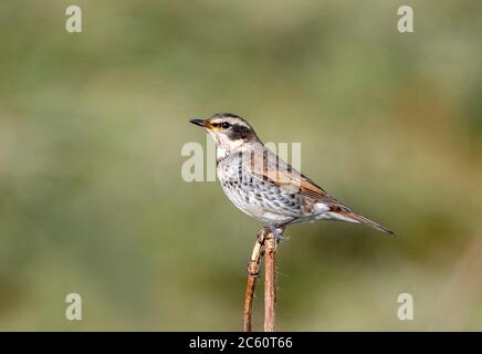 Erstwintermännchen Dusky Thrush (Turdus eunomus) auf der niederländischen Watteninsel Vlieland. Vierter Rekord für die Niederlande. Stockfoto