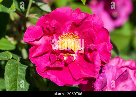 Rose gallica var. officinalis ein Frühling Sommer rot Blume Strauch coomonly knowm als alte rote Damast Stockfoto