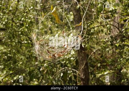 Laub Gurtspinnen Netz in den Bäumen, Australien Stockfoto