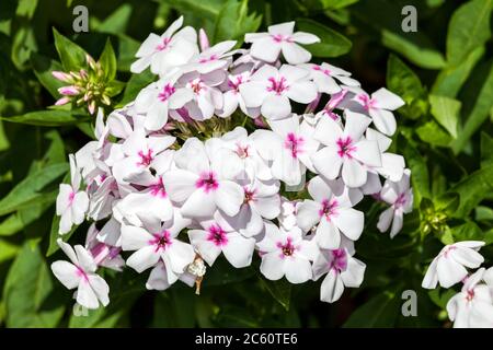 Phlox paniculata 'White Eyes' eine krautige Sommerblüte im Frühling Stockfoto