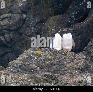 Zwei Eastern Rockhopper Pinguine (Eudyptes filholi) stehen auf Küstenfelsen auf Macquarie Island, subantarktisches Australien. Stockfoto