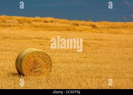 Strohballen, Heuballen in der Region Limagne, Departement Puy de Dome, Auvergne Rhone Alpes, Frankreich Stockfoto