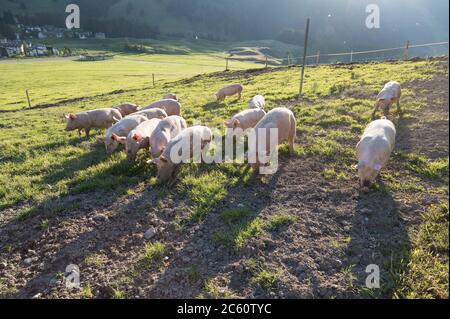 Schweinehaltung in den schweizer alpen Stockfoto