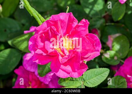 Rose gallica var. officinalis ein Frühling Sommer roten Blütenstrauch allgemein als alte rote Damast bekannt Stockfoto