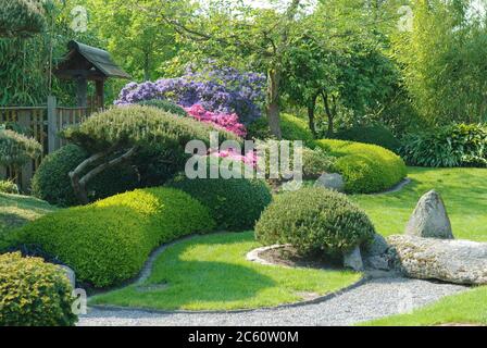 Japanischer Garten, Krummholzkiefer Pinus mugo var. pumilio, Buchsbaum Buxus sempervirens Suffruticosa Stockfoto